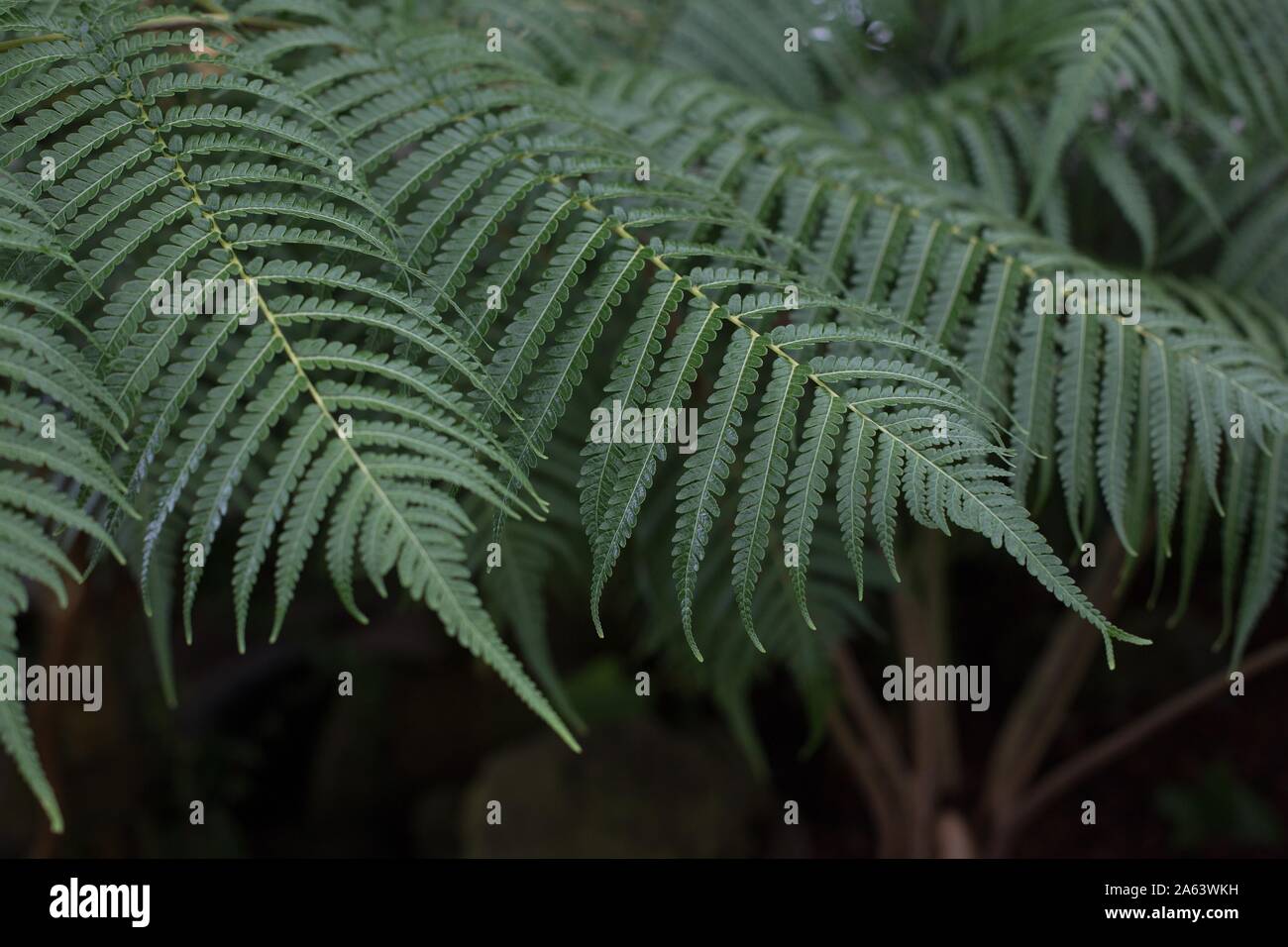 Cibotium glaucum Hawaiian tree fern, close up Stock Photo Alamy