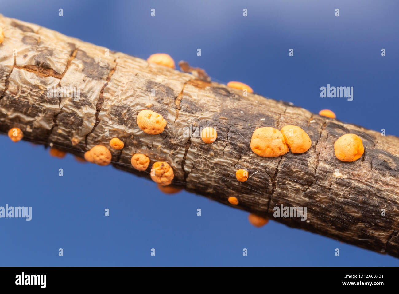 Coral Spot (Nectria cinnabarina), a plant pathogen, gwowing on a small twig. Stock Photo