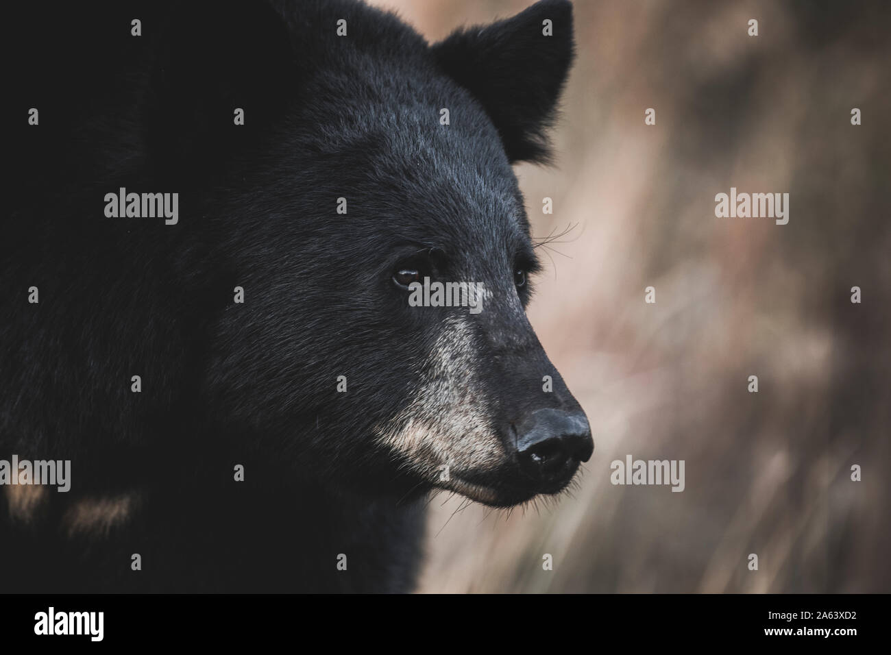 Close up portrait of male black bear (Ursus americanus), Yukon Territory, Canada. Stock Photo