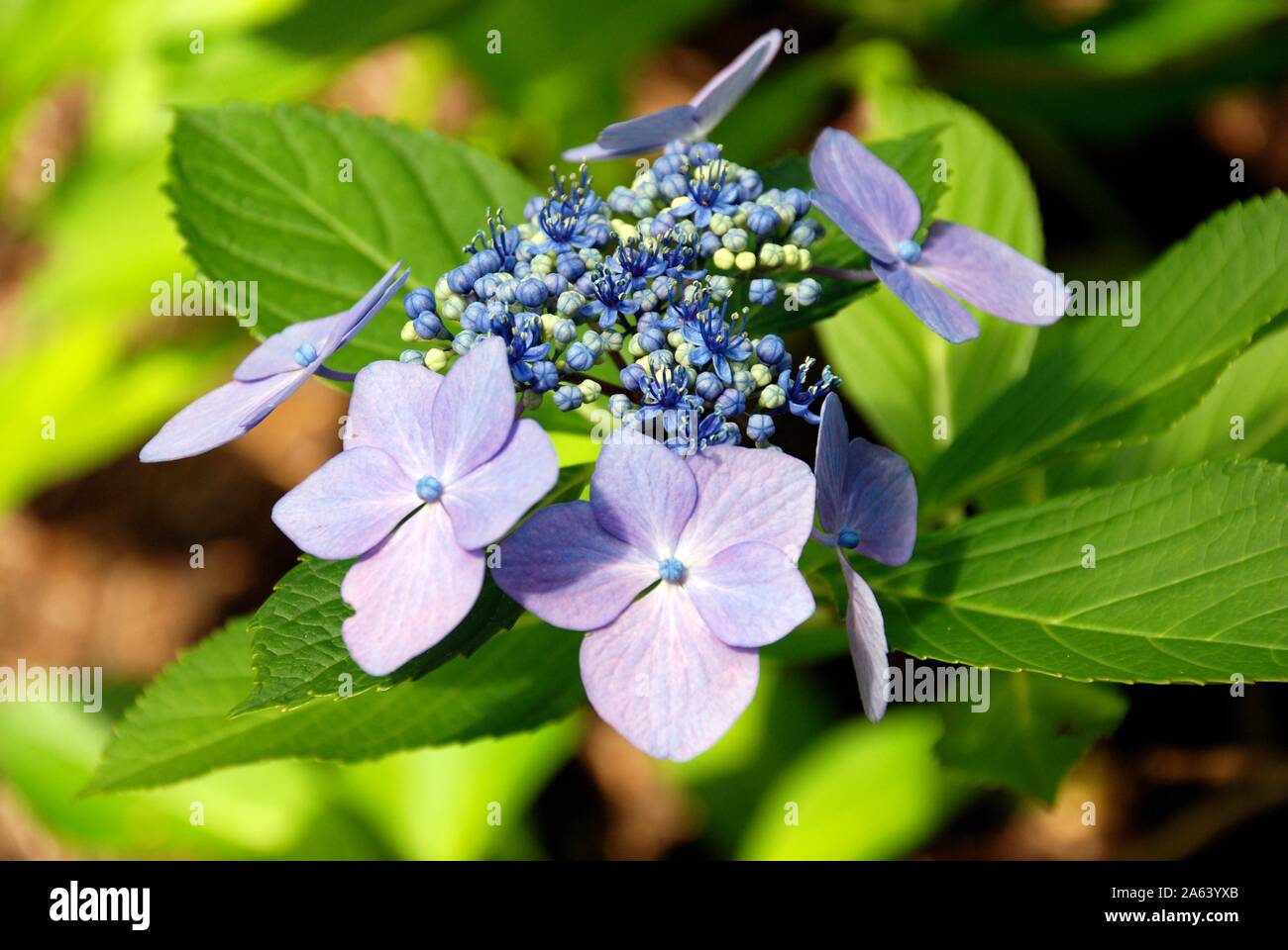 Single, pale purple, lace hydrangea bloom on a sunny, summer day. Flower found in a New England summer garden. Stock Photo