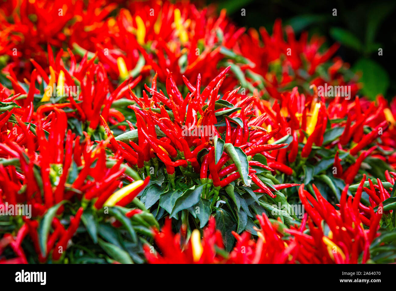 Growing chilli peppers garden hi-res stock photography and images - Alamy