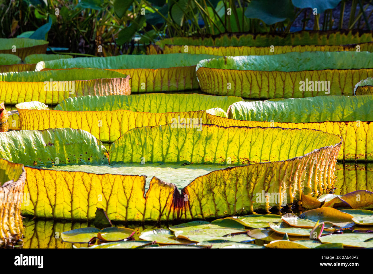Giant amazon water lily hires stock photography and images Alamy