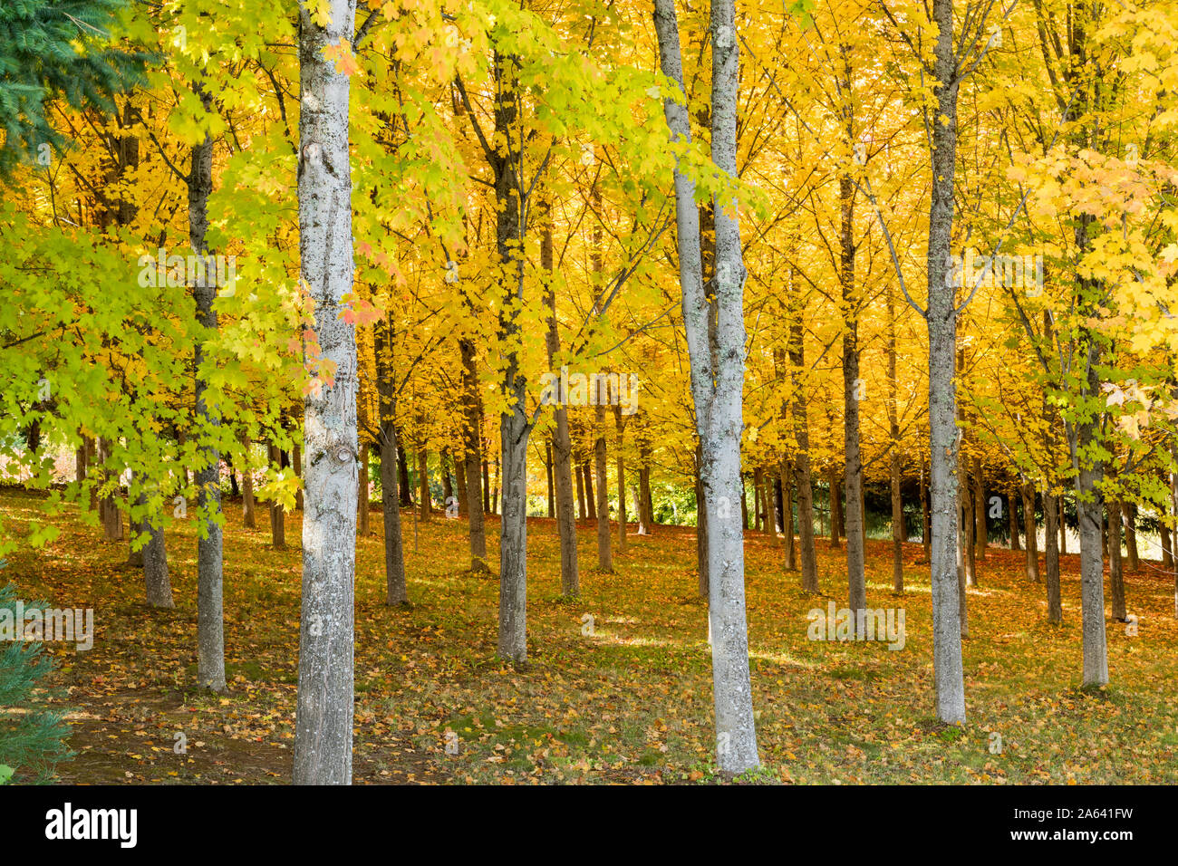 A Sugar Maple Tree Farm forest in autumn with brilliant yellow leaves in Oregon, USA Stock Photo