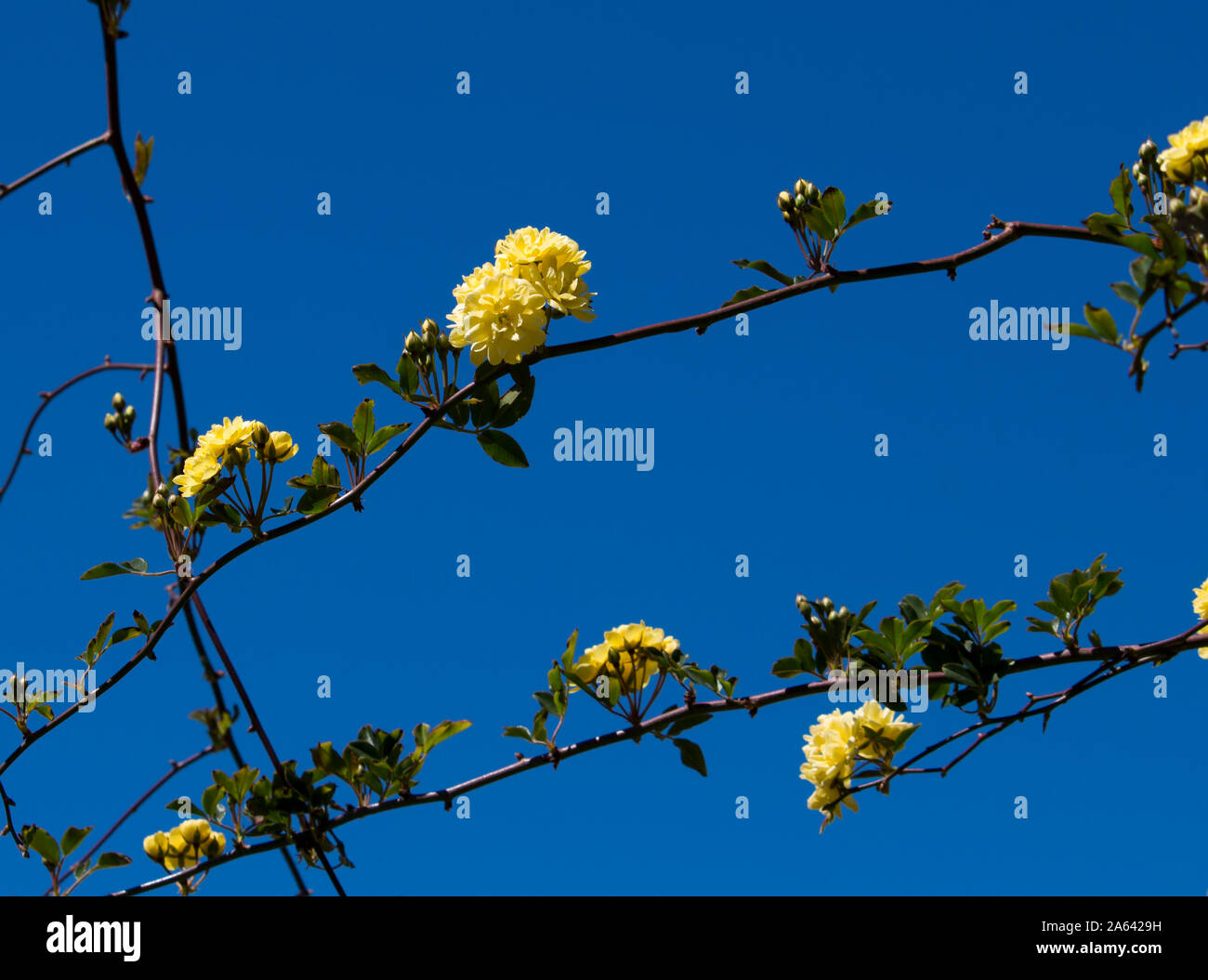 Rosa Banksiae Lutea ,Lady Banks' rose a species of thornless flowering