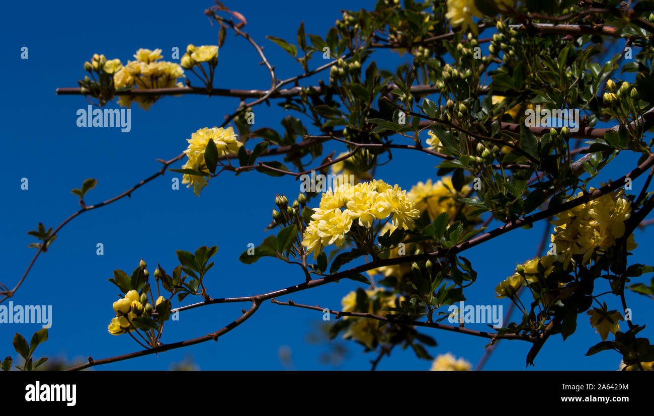 Rosa Banksiae Lutea ,Lady Banks' rose a species of thornless flowering