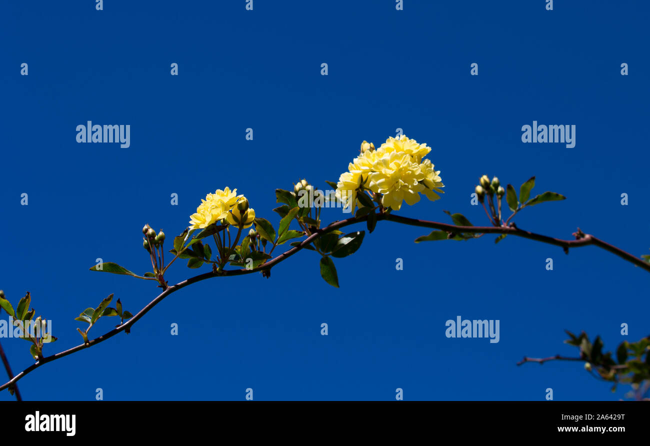 Rosa Banksiae Lutea ,Lady Banks' rose a species of thornless flowering