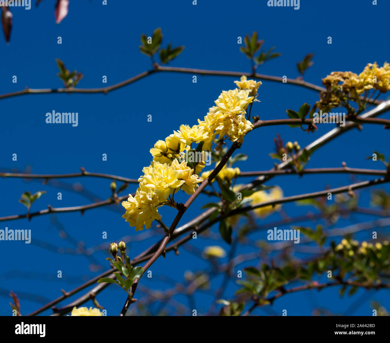 Rosa Banksiae Lutea ,Lady Banks' rose a species of thornless flowering
