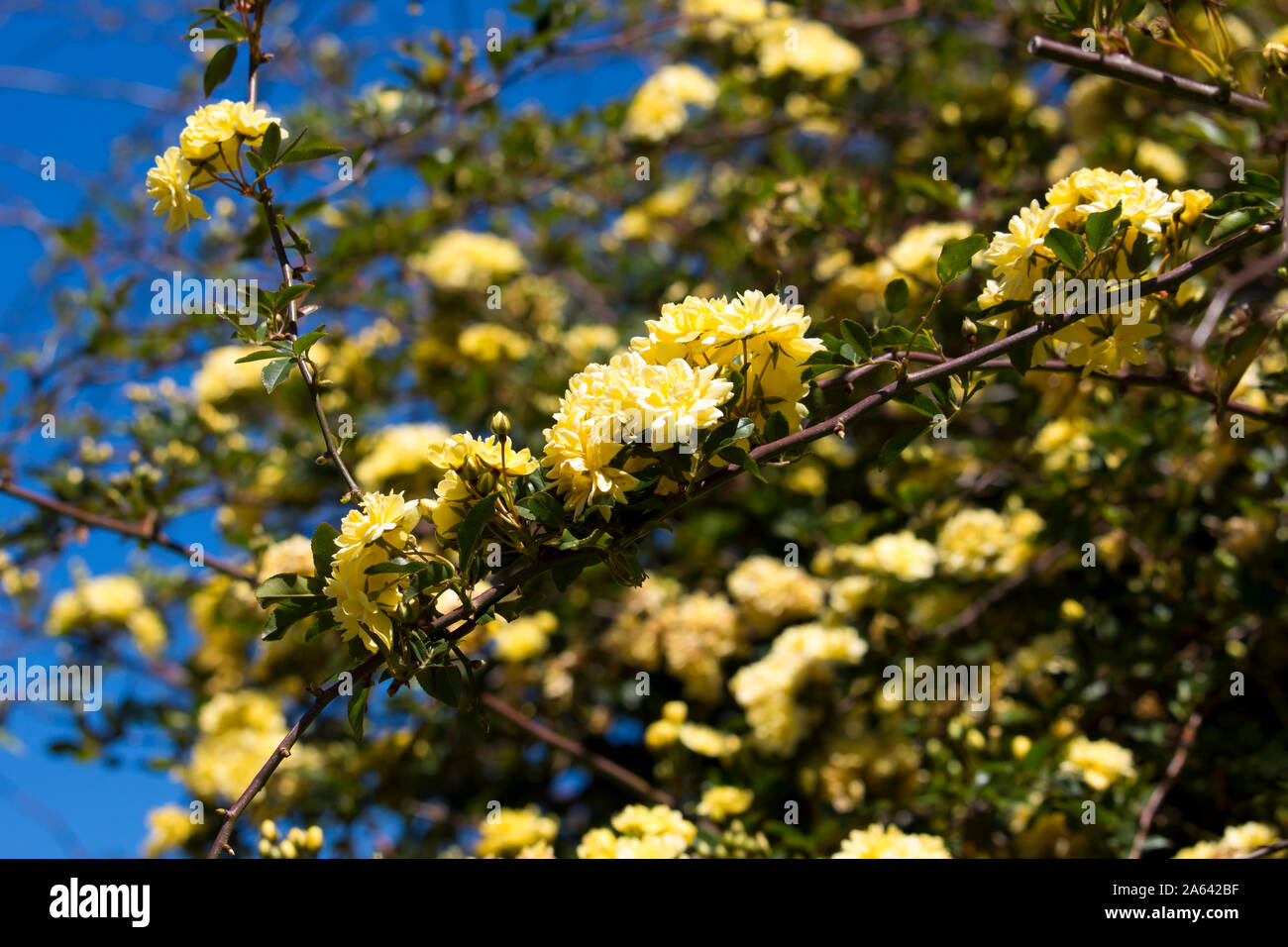 Rosa Banksiae Lutea ,Lady Banks' rose a species of thornless flowering