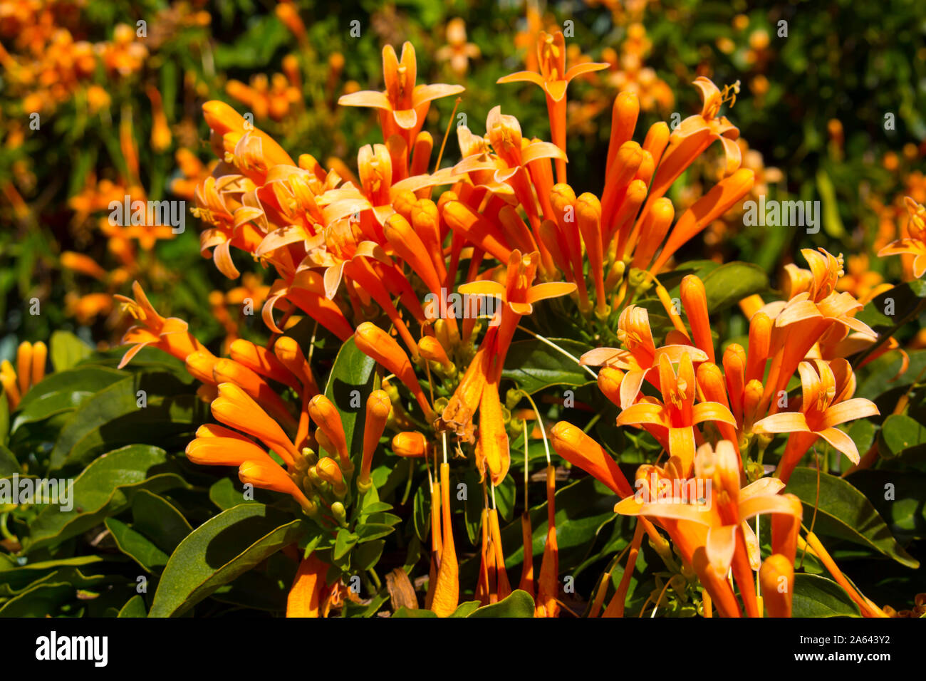 Glorious orange trumpet flowers of orange trumpet vine pyrostegia ignea