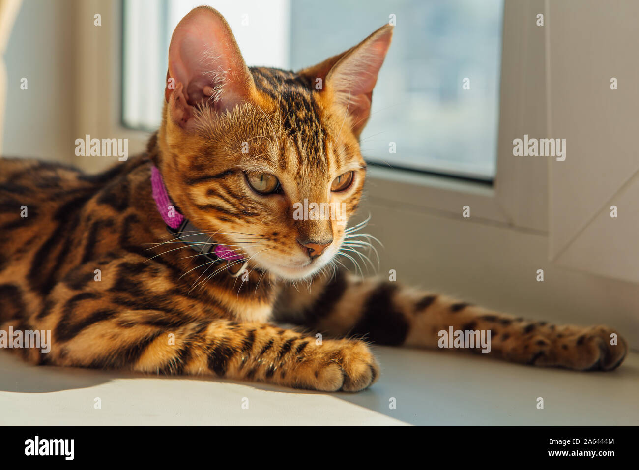 Cute bengal kitty cat laying next to the window at home Stock Photo - Alamy