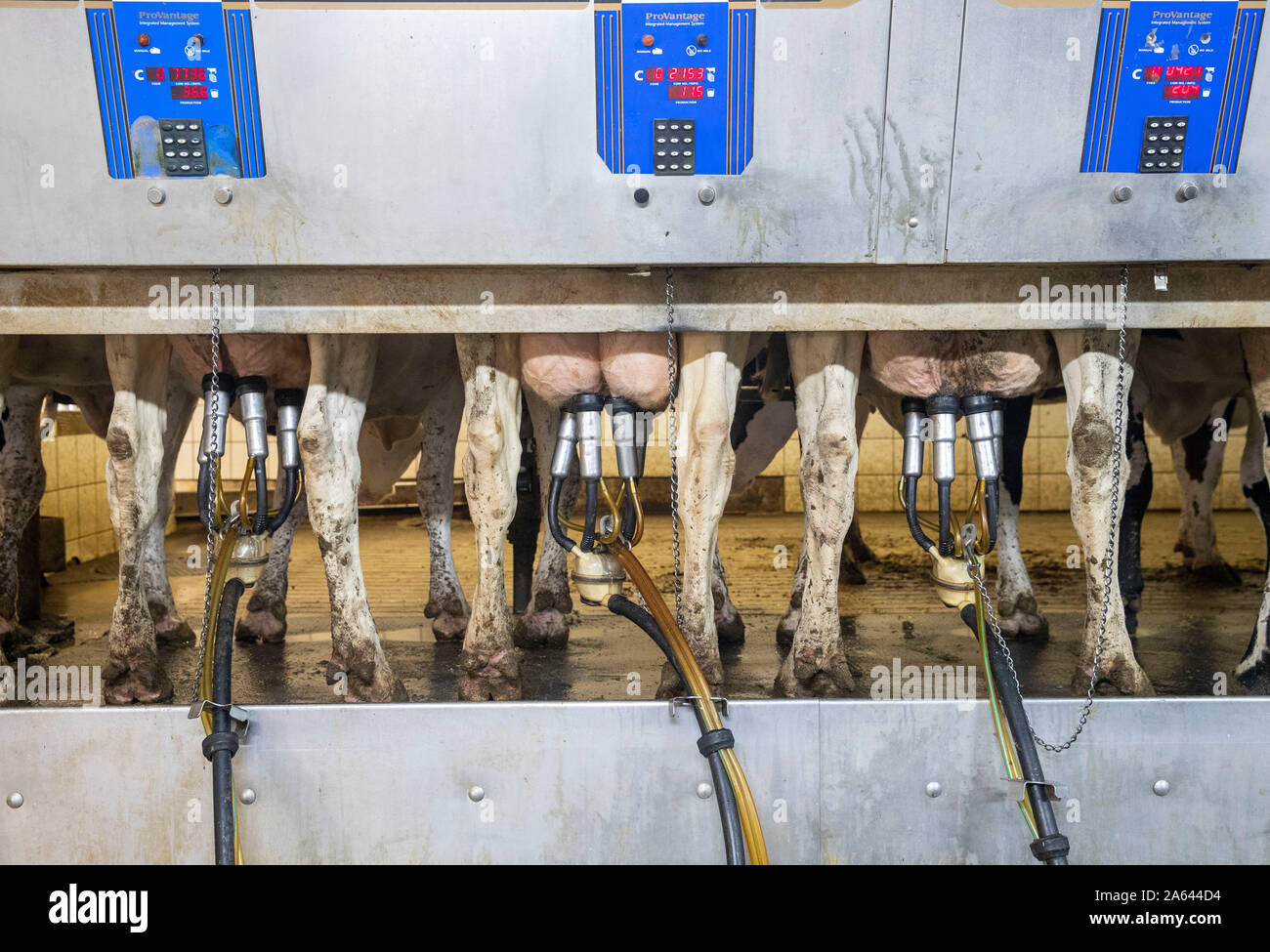 Beijing, USA. 16th Oct, 2019. Holstein cows are milked by suction machines at Milk Unlimited Dairy Farms in Atlantic, Iowa, the United States, Oct. 16, 2019. Credit: Wang Ying/Xinhua/Alamy Live News Stock Photo