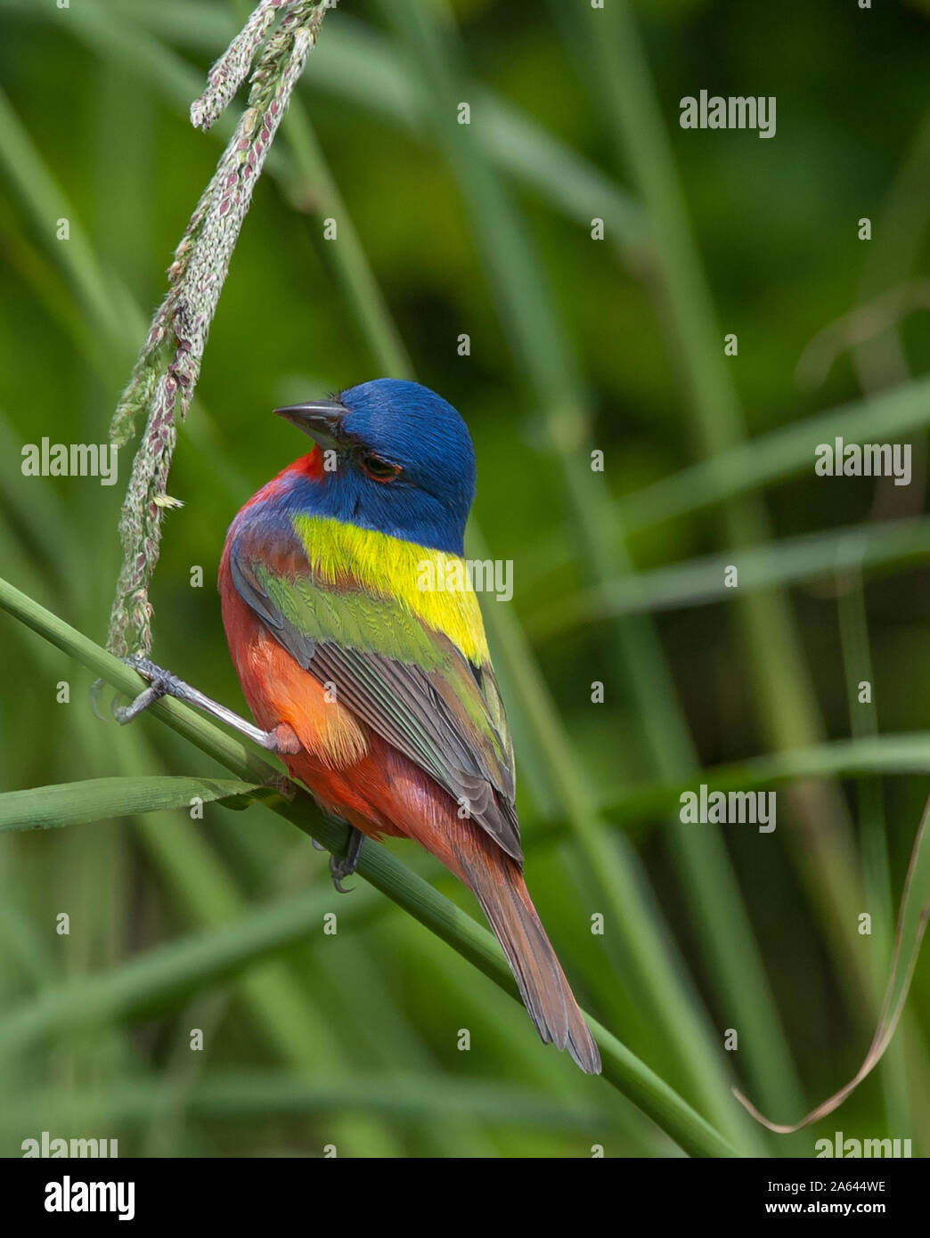 One of the most colorful birds of North America, this Painted Bunting was found in the Lafitte's Cove Nature Preserve on Galveston Island in Texas. Stock Photo