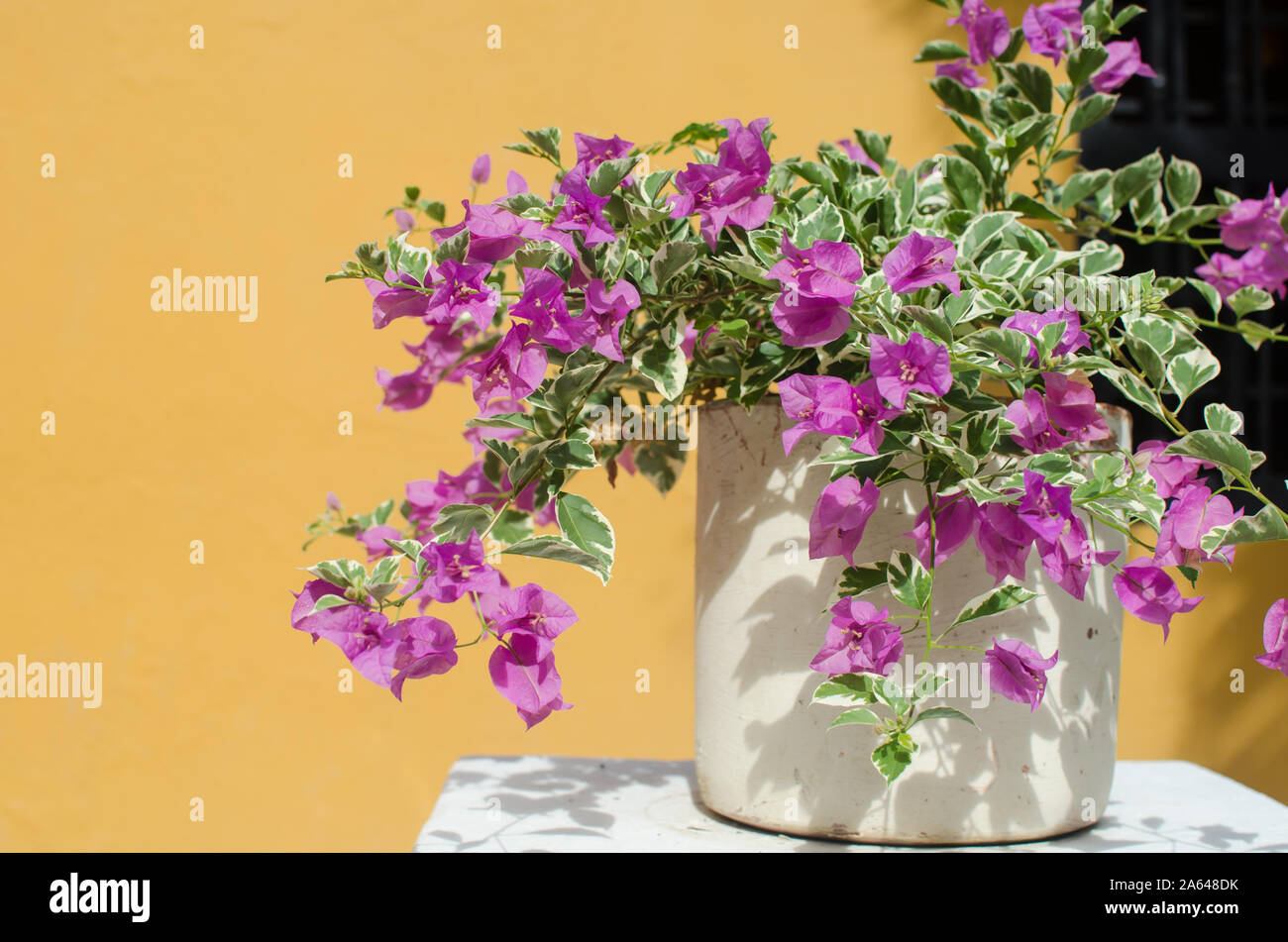 Beautiful bouganvillea on yellow background Stock Photo