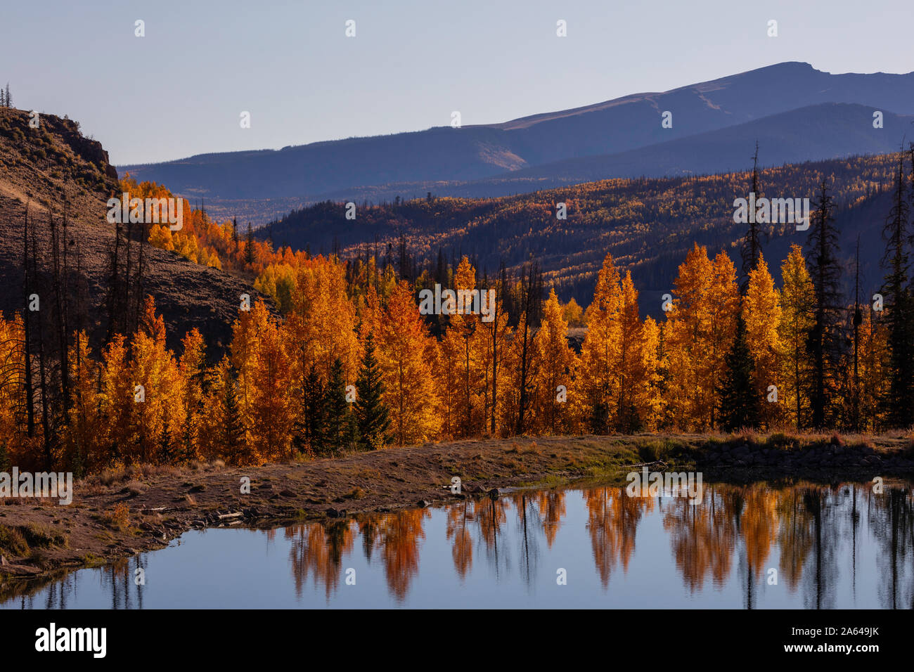 Reflection of aspens in autumn in Deer Lakes, Grand Mesa-Uncompahgre-Gunnison National Forest, San Juan Mountains, Colorado Stock Photo