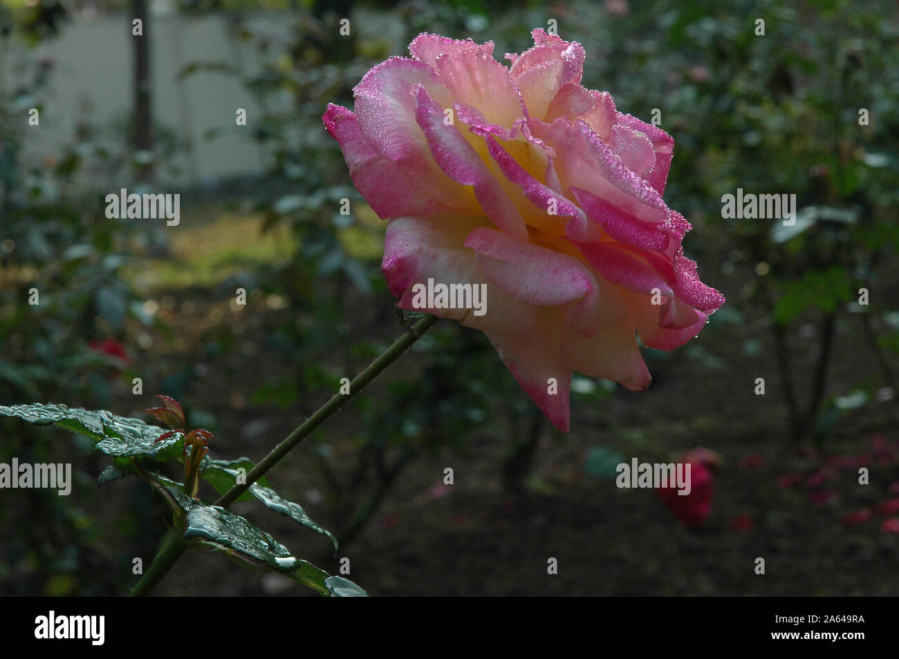 Pink rose petal with morning dew drops hi-res stock photography and ...