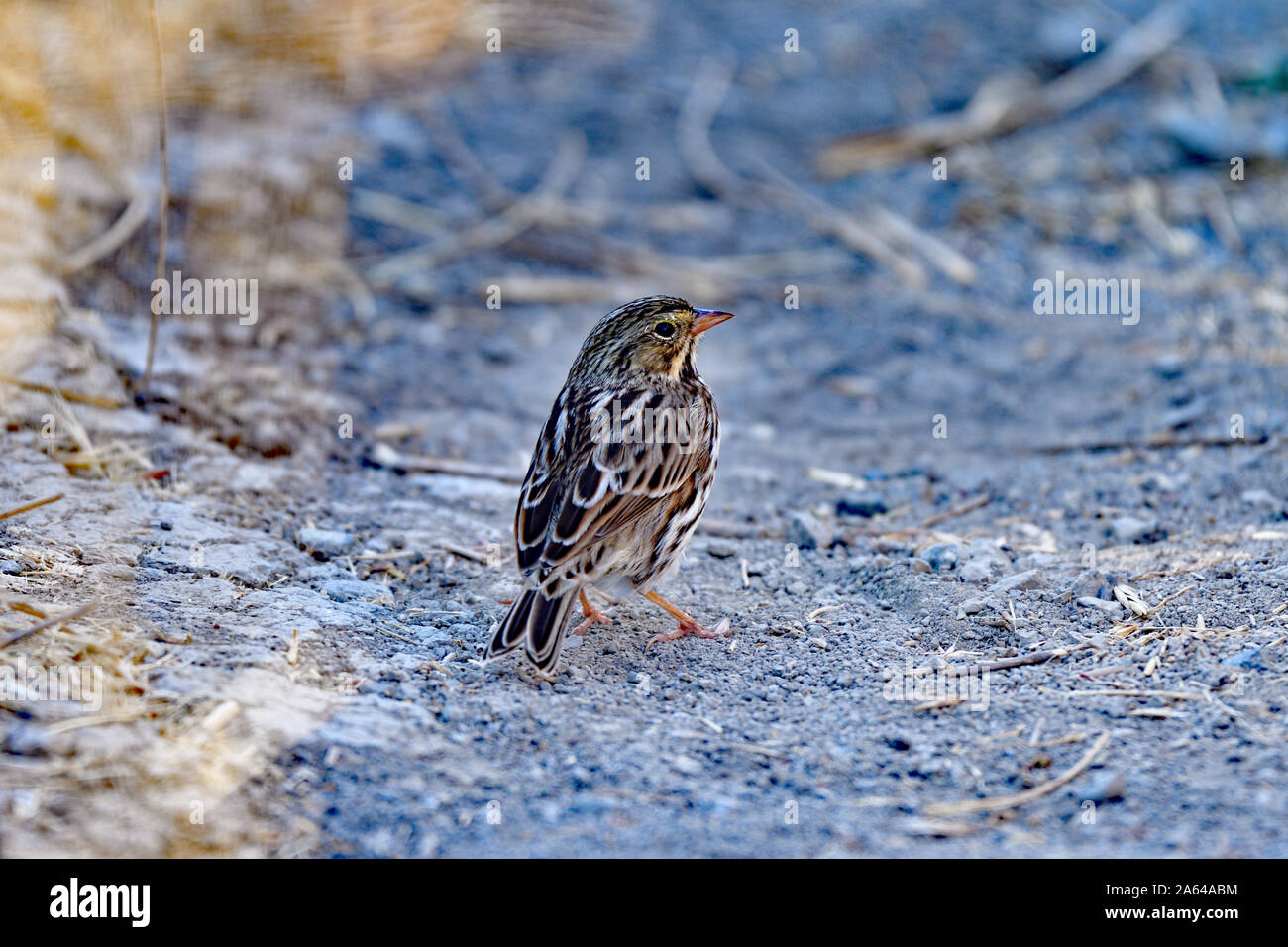 A Pictorial Pipit Wondering Around Stock Photo