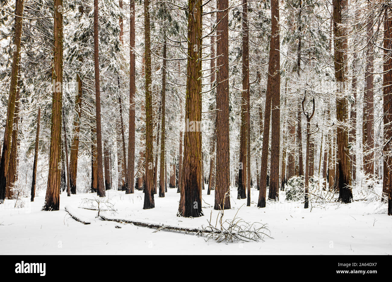 California redwoods in the winter snow Stock Photo