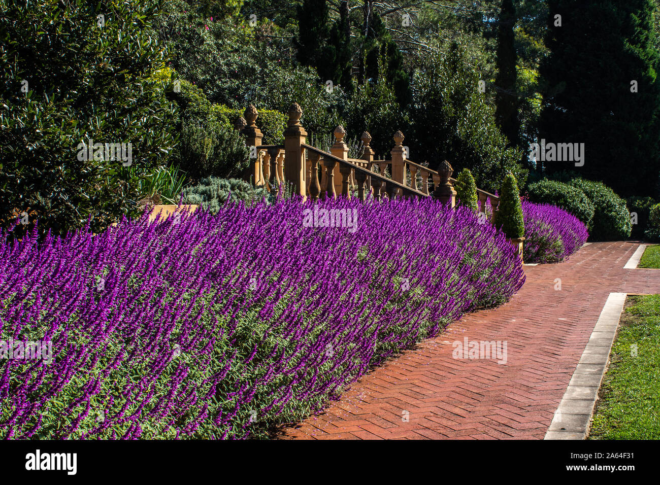 Purple lilac Salvia flowers mass planting in garden with paved pathway, stairway, trees Stock Photo