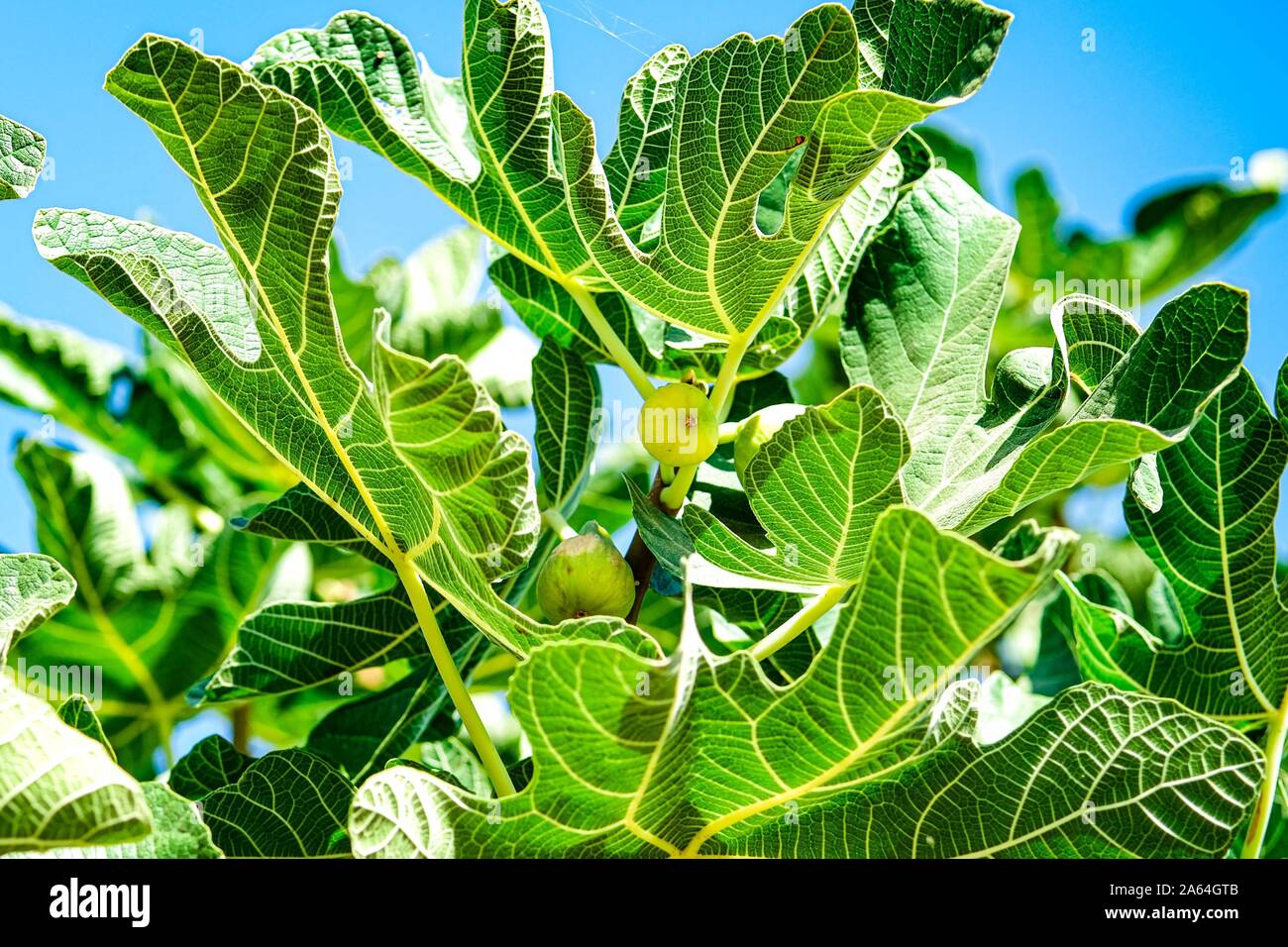 Green figs on the tree in a sunny day with blue sky background. Stock Photo