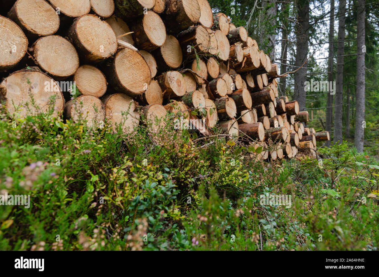 Worms eye view of a woodpile on the ground in a coniferous forest Stock Photo