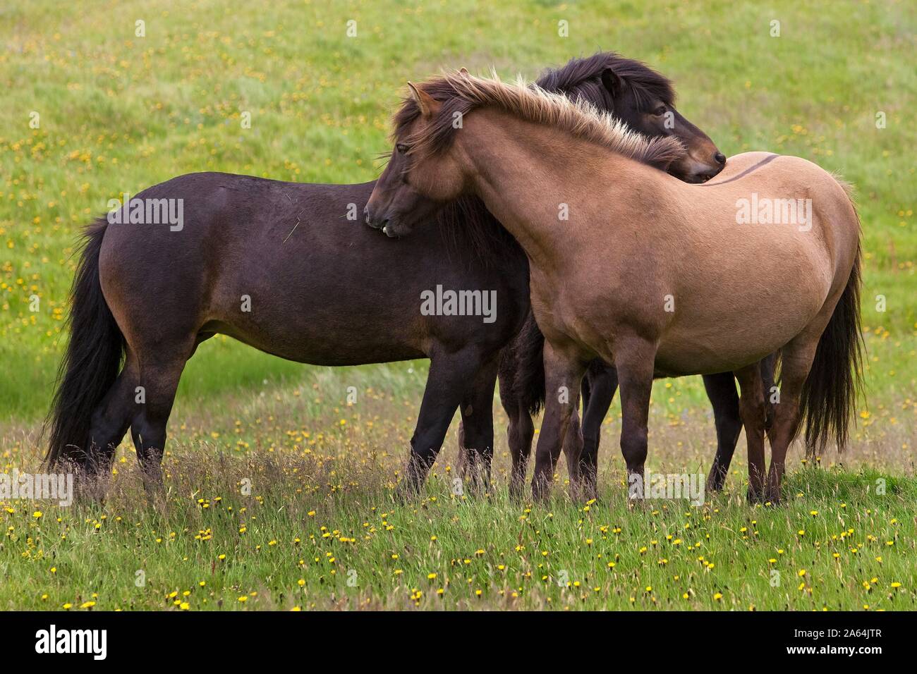 Two Islandic Horses (Equus ferus caballus) at the mutual grooming, Vestrahorn, Iceland Stock Photo