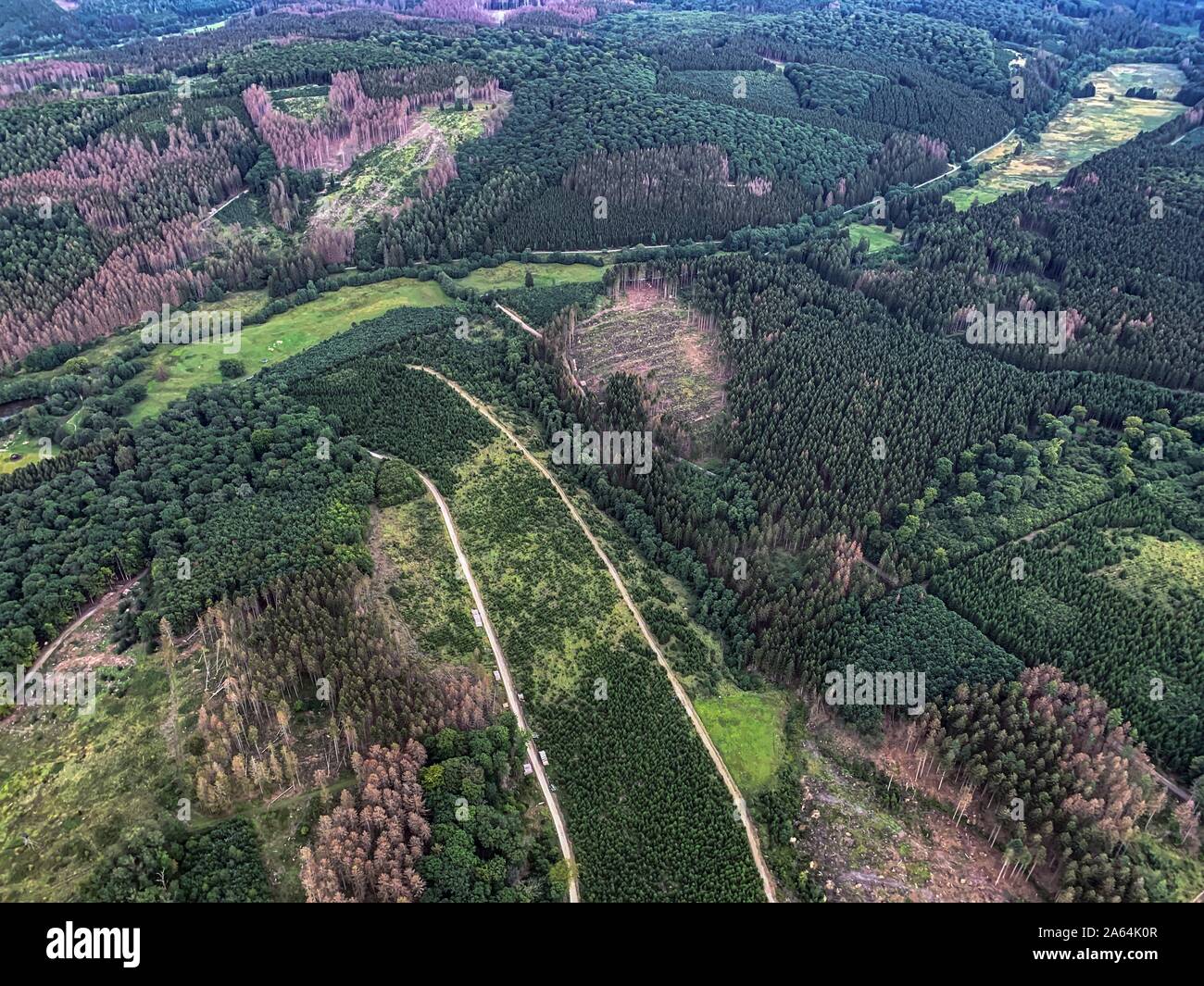 Forest damage in the Arnsberger Wald nature park Park, Sauerland, near Warstein, Germany Stock Photo