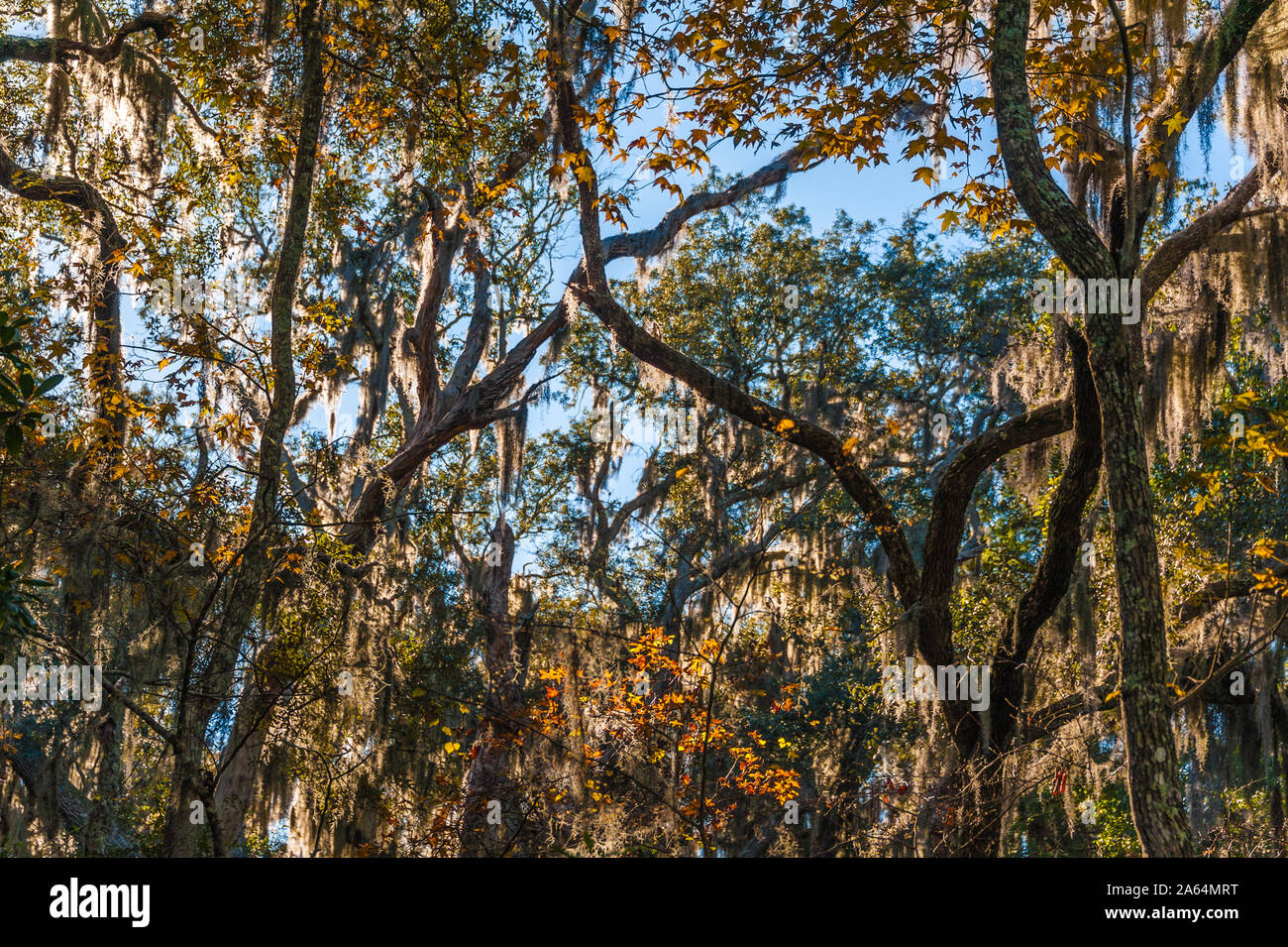 Sunlit Florida hardwoods with Spanish moss at the Timucuan Preserve near Fort Caroline in Jacksonville, Florida. (USA) Stock Photo