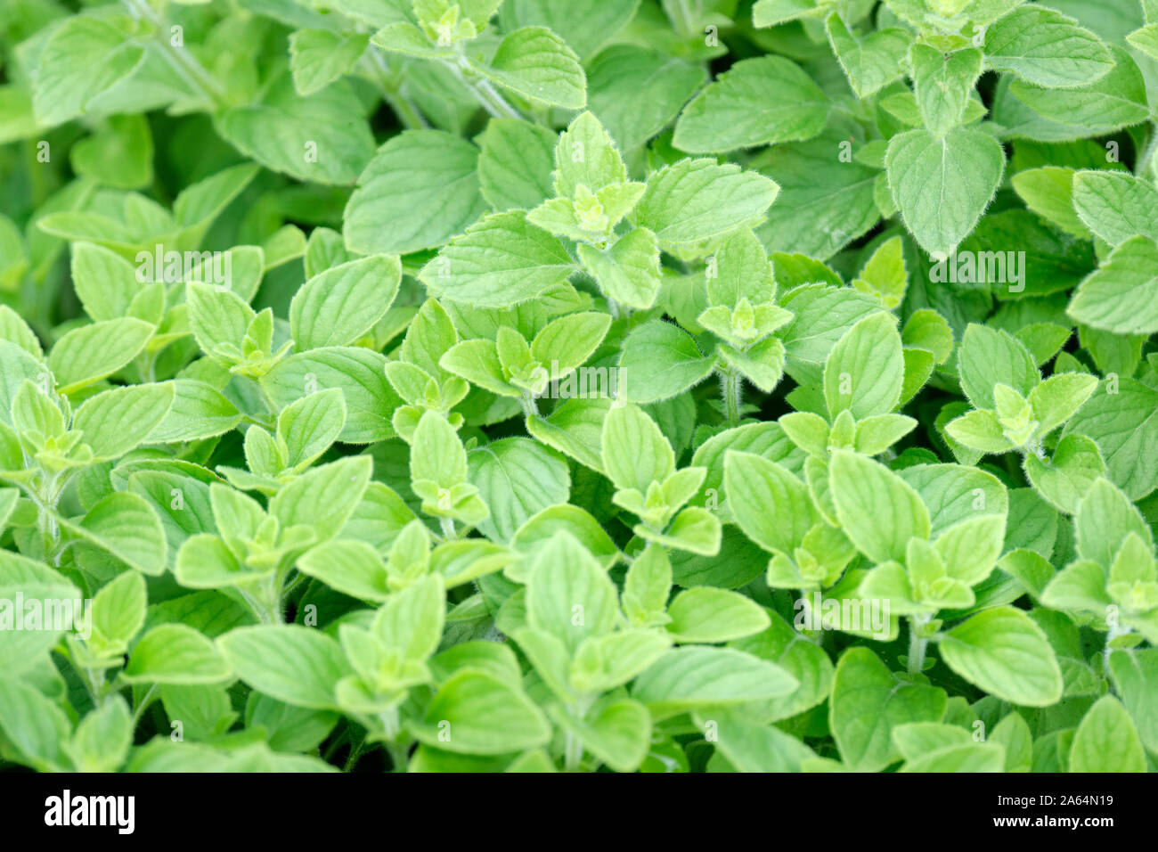 Calamintha nepeta, Lesser Calamint leaves/foliage, herb of the mint family Stock Photo
