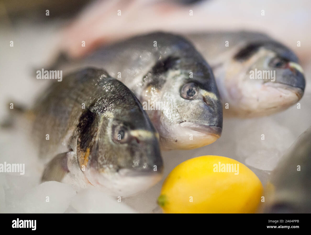 Staters Fresh Fish fresh fish and oysters in the restaurant Stock Photo - Alamy
