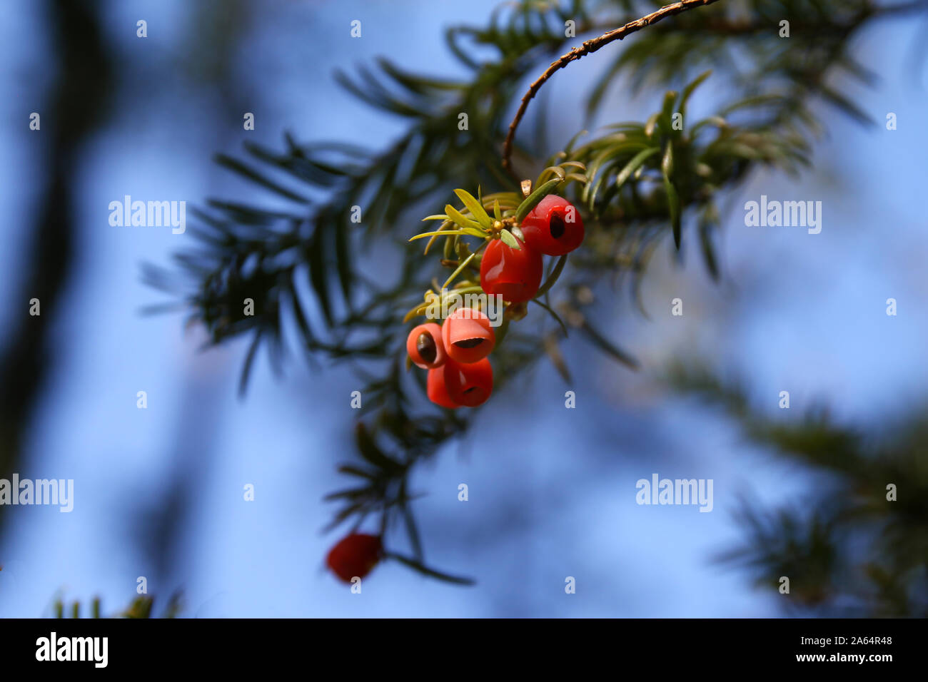 Twig of a yew with red berries Stock Photo