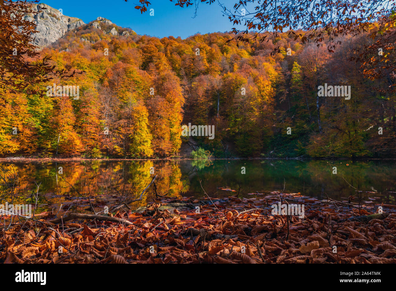 Dry leaves floating in water hi-res stock photography and images - Alamy