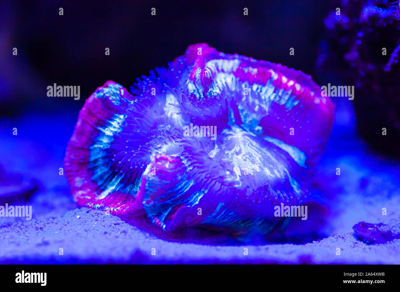 live together play together air force 1