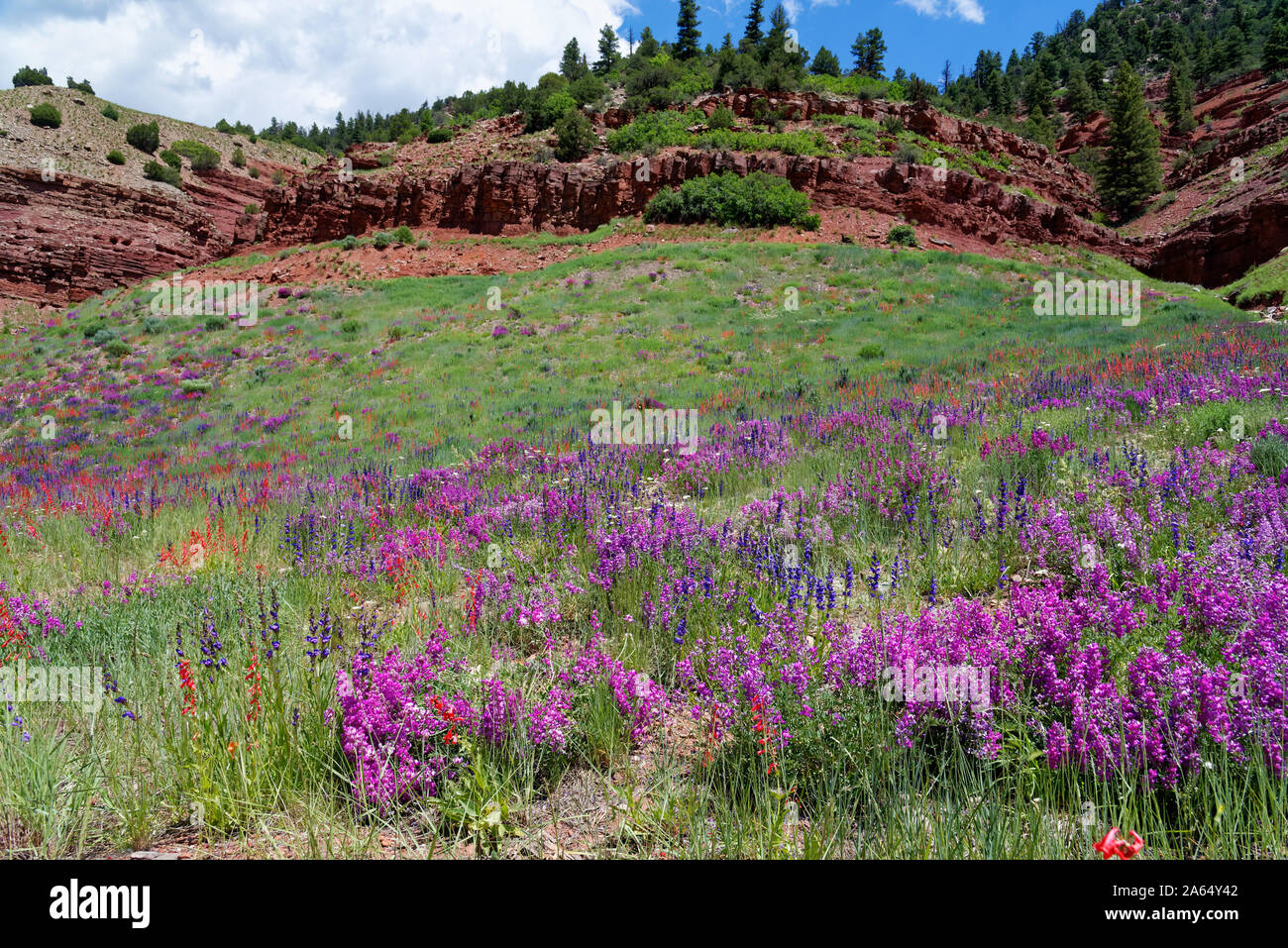 Alpine wildflowers along the San Juan Skyway, Colorado Stock Photo