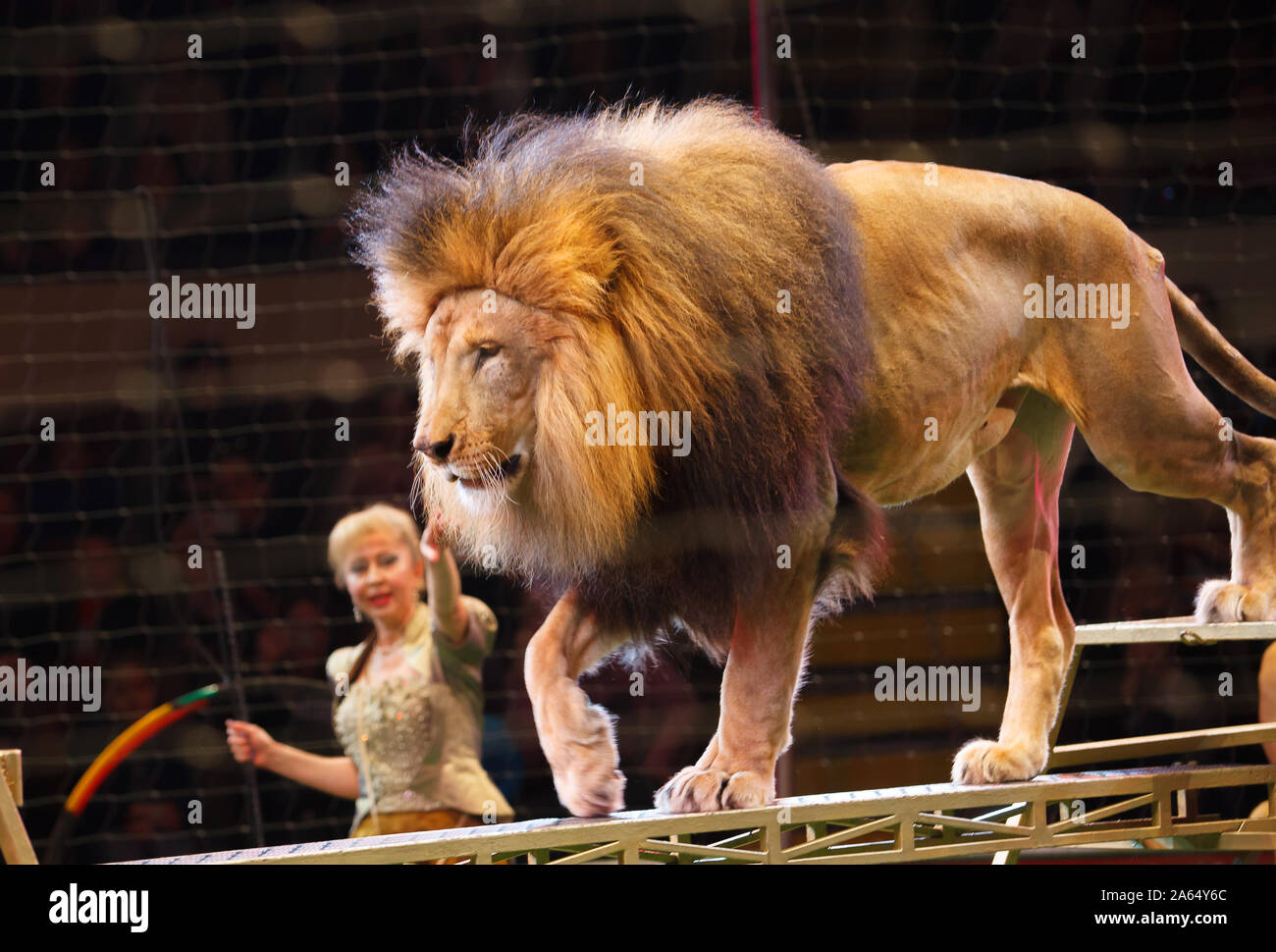 performance of a trainer of lions in a circus Stock Photo Alamy