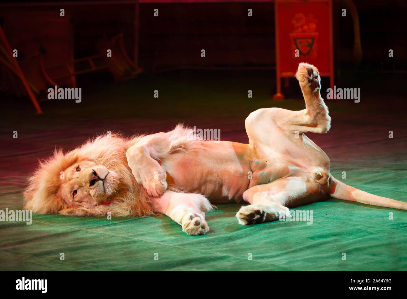 performance of a trainer of lions in a circus Stock Photo