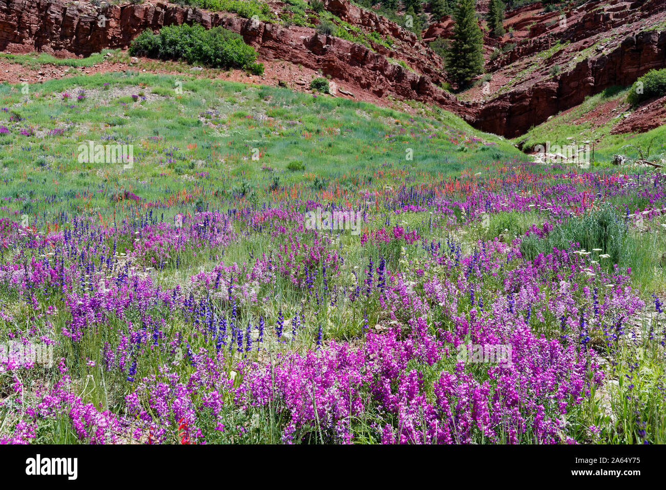 Alpine wildflowers along the San Juan Skyway, Colorado Stock Photo