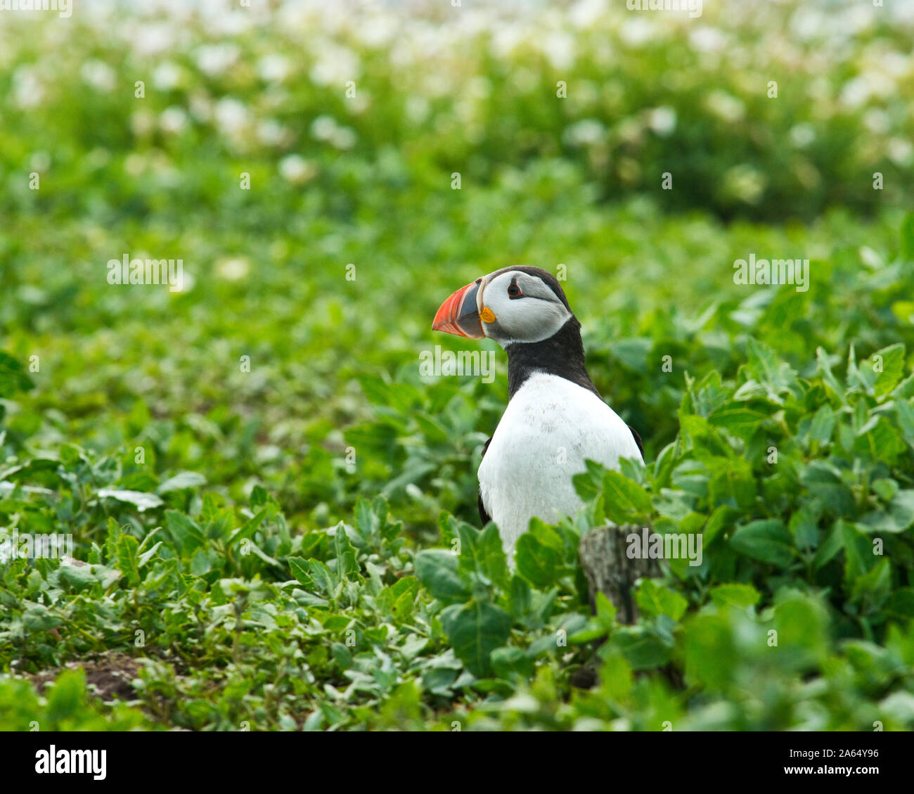 Puffin (Fratercula arctica) hiding in grass and flowers. Farne Islands, Northumberland Stock Photo