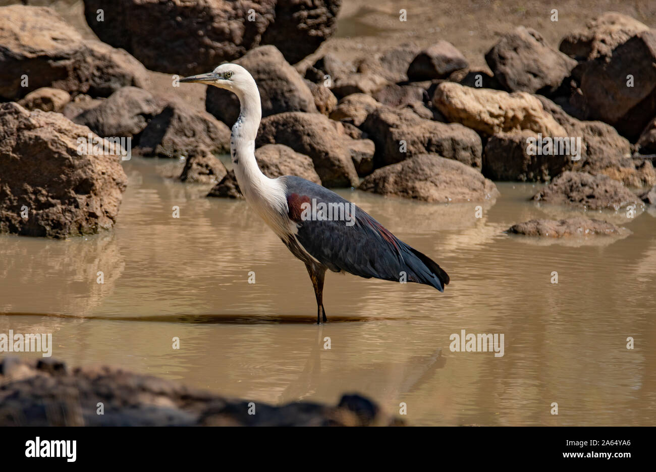 A Whites-necked or Pacific Heron foraging in the Balonne River in Queensland, Australia near the town of St George Stock Photo