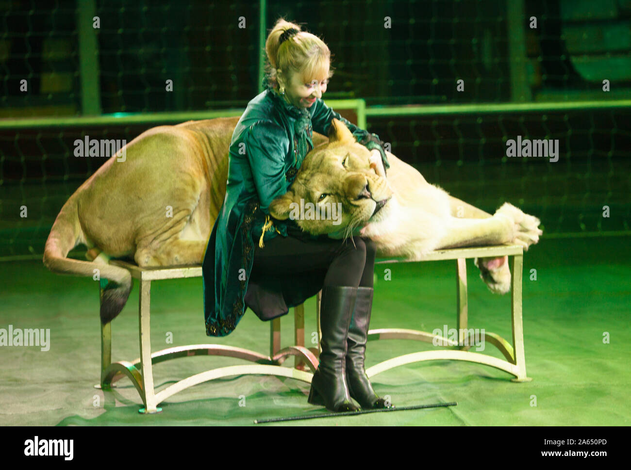 performance of a trainer of lions in a circus Stock Photo - Alamy