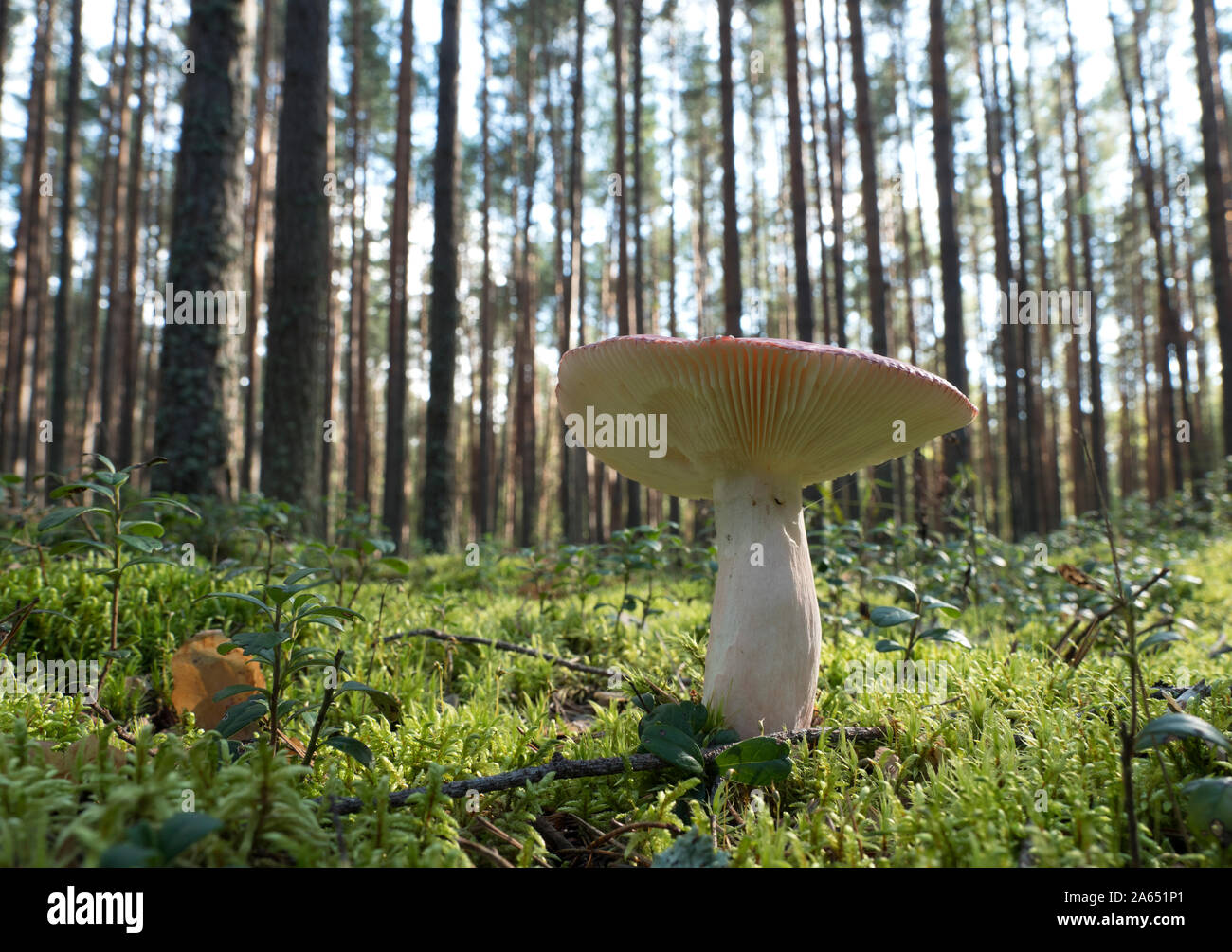 Edible mushroom in the forest on a sunny day. Russula sanguinaria. Stock Photo