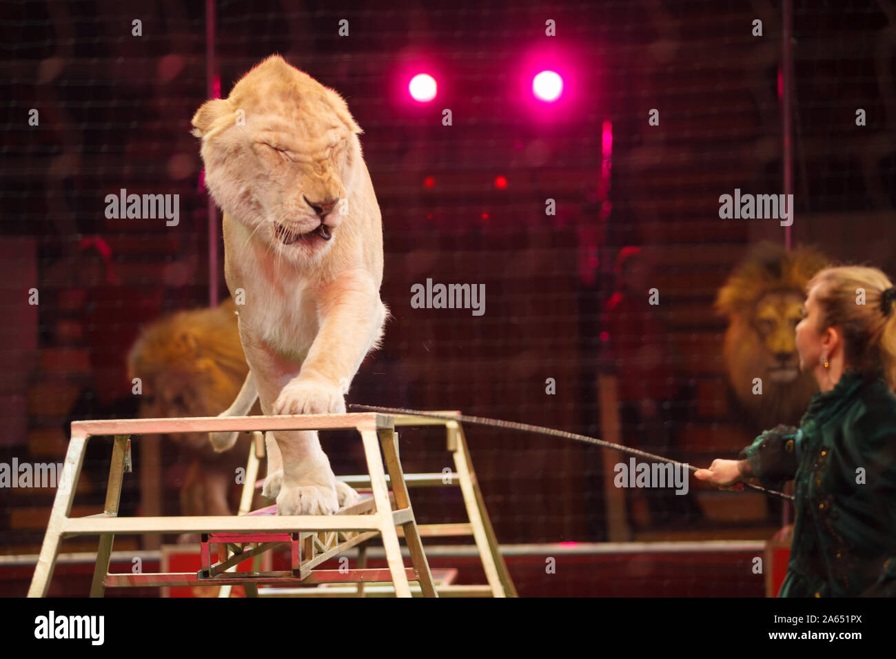 performance of a trainer of lions in a circus Stock Photo - Alamy