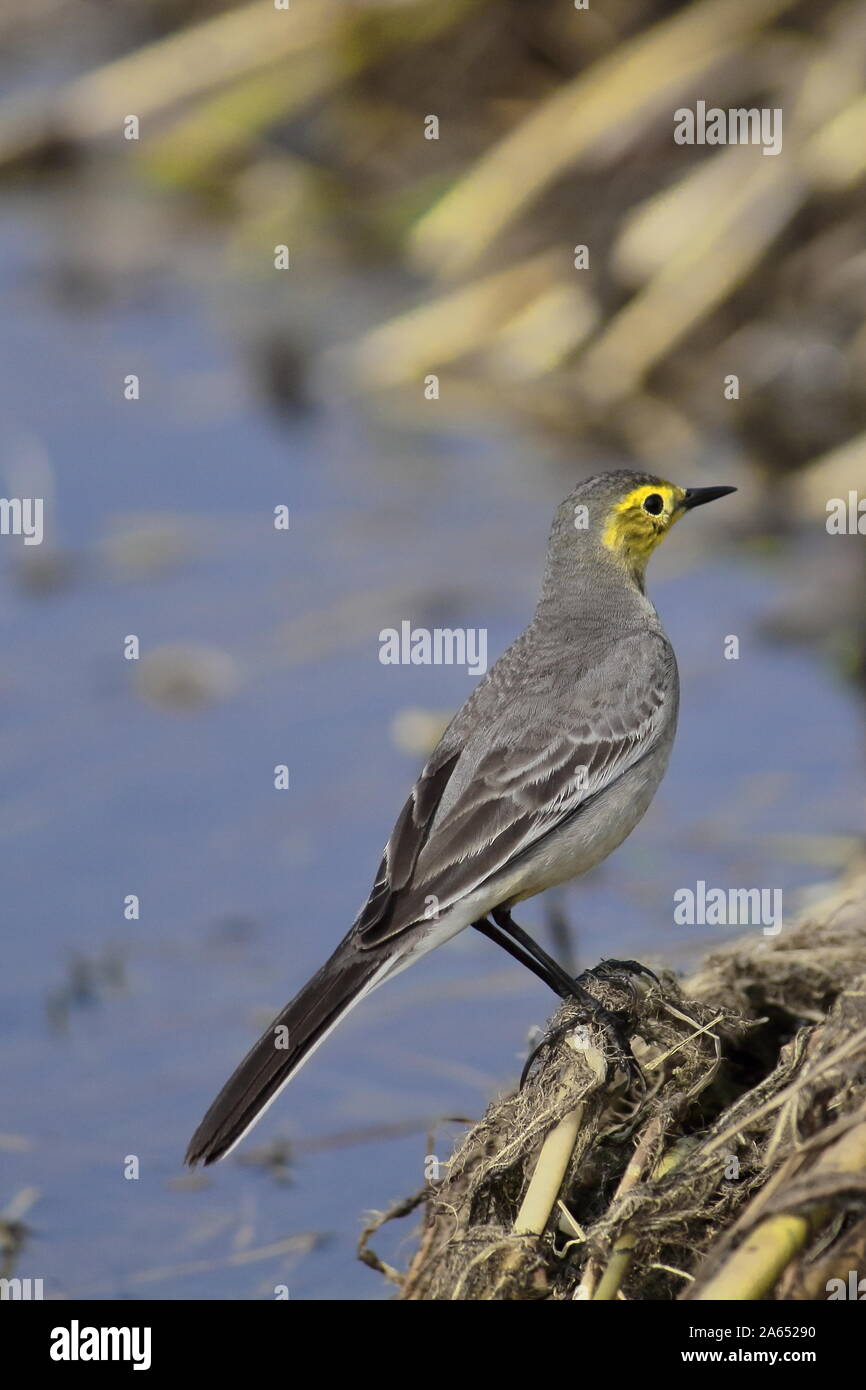 A Citrine wagtail (Motacilla citreola) is sitting by the water at Purbasthali Bird Sanctuary or Chupir char in West Bengal, India Stock Photo