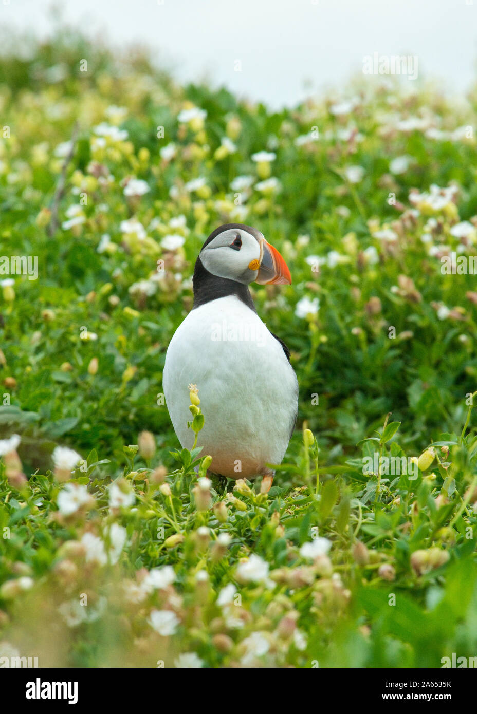 Puffin (Fratercula arctica) hiding in grass and flowers. Farne Islands, Northumberland Stock Photo