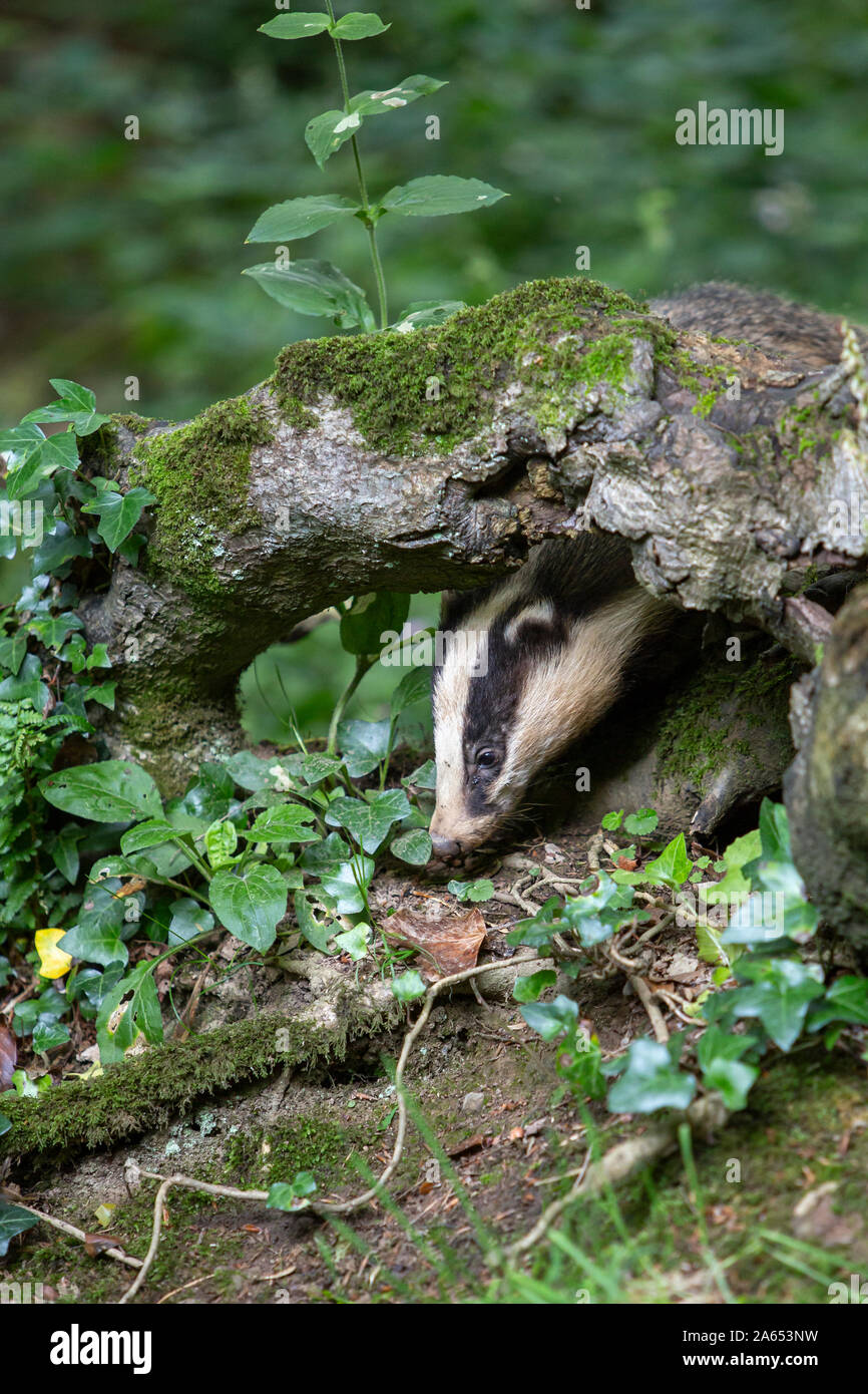 Badger rooting under exposed tree root Stock Photo