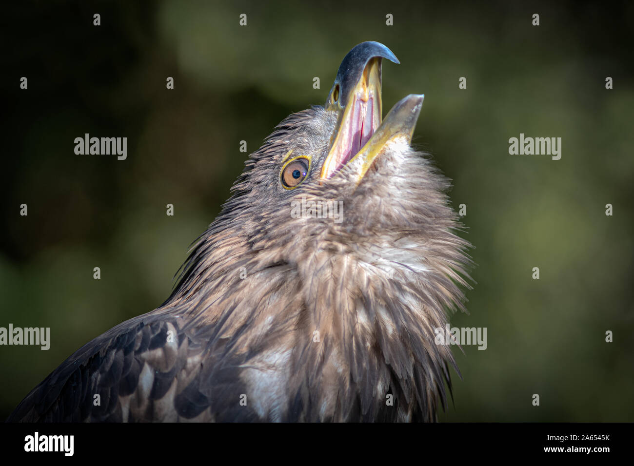 A close up of a white tailed fish eagle  with its head looking up to the sky and its beak open warning off other predators Stock Photo