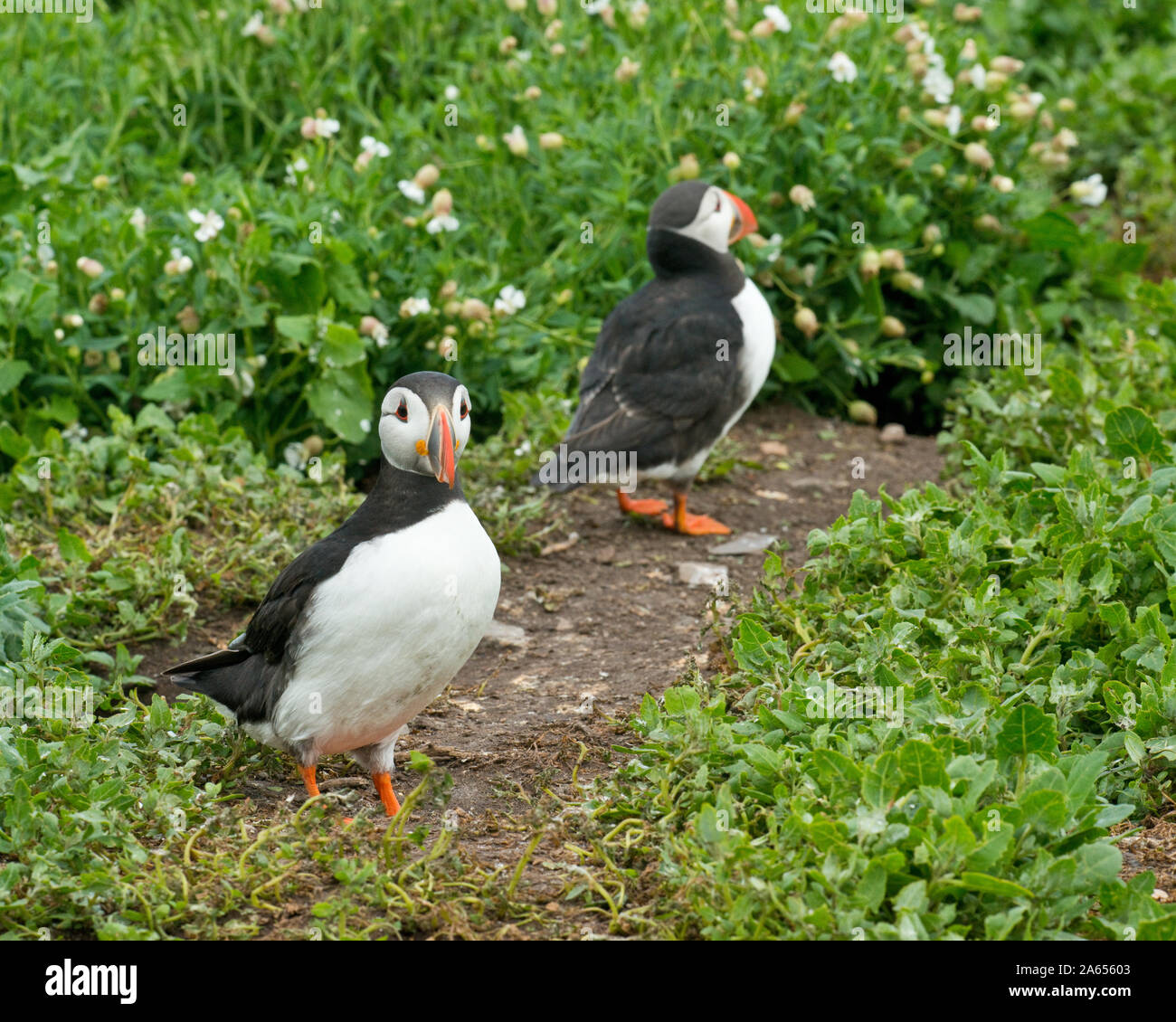 Puffins (Fratercula arctica) outside burrows. Farne Islands, Northumberland Stock Photo