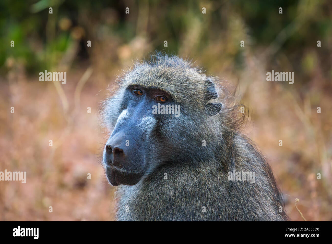 Portrait of a Chacma baboon monkey in the Chobe National Park, Botswana Stock Photo