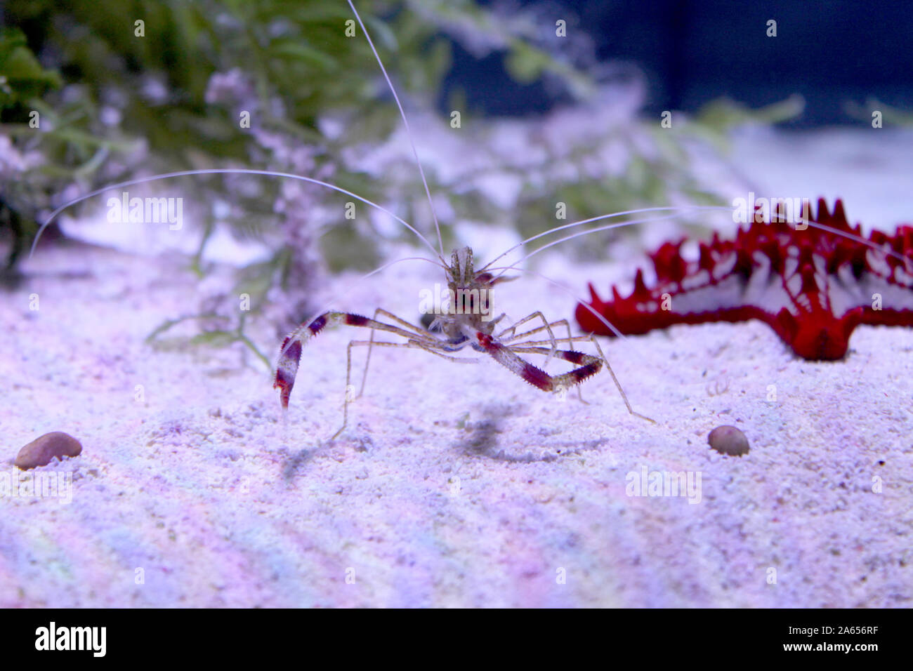 Banded coral or cleaner shrimp on the sea bottom. Front view. Red and white striped underwater inhabitant. Sea and ocean life. Diving, oceanarium or a Stock Photo