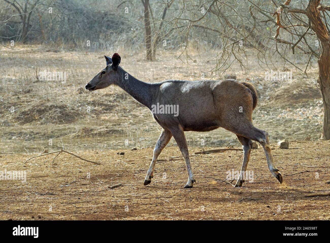 Nilgai at Gir Wildlife Sanctuary, Gujarat, India, Asia Stock Photo - Alamy Nilgai at Gir Wildlife Sanctuary, Gujarat, India, Asia Stock Photo - Alamy