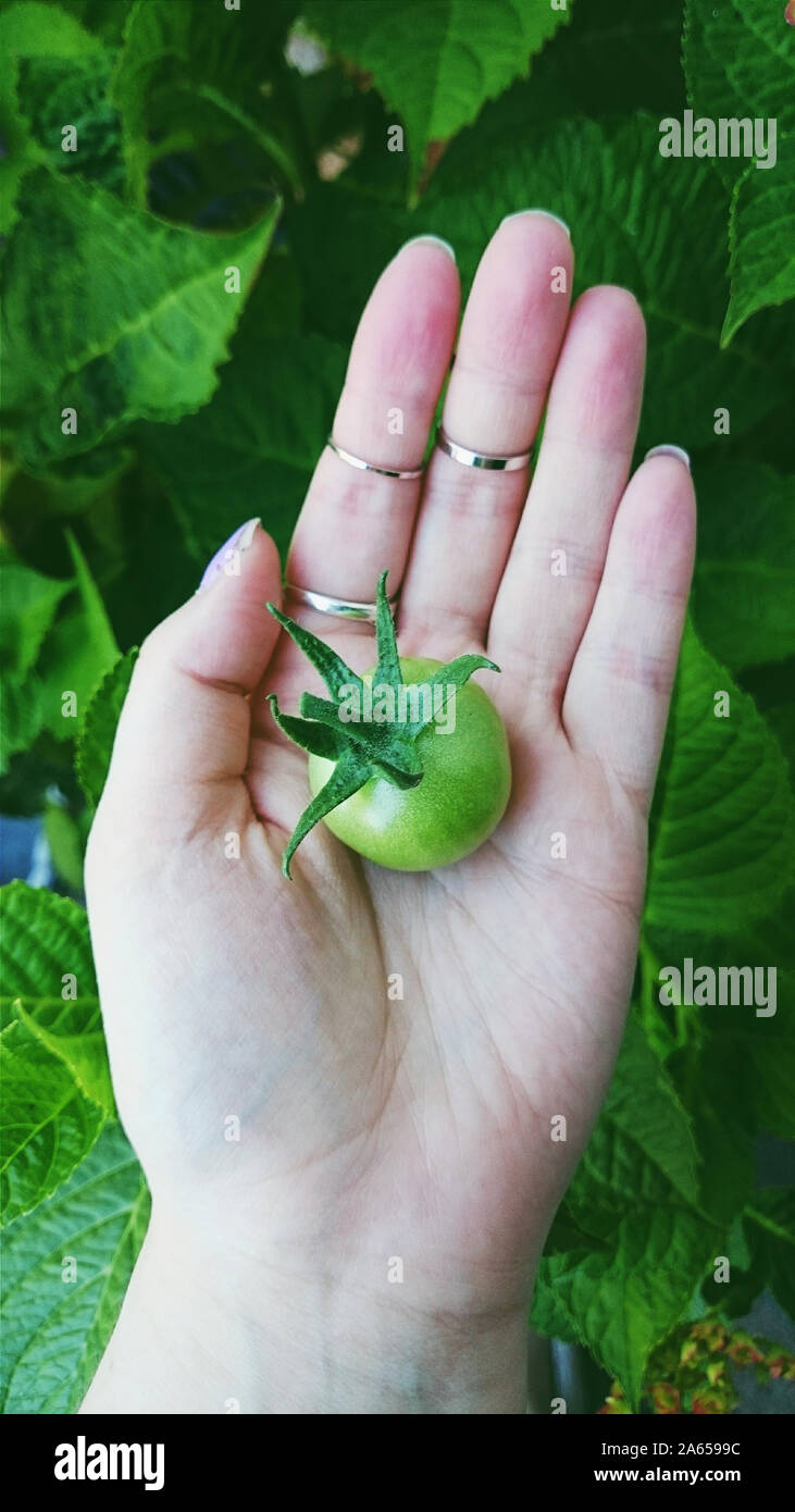 Young woman holding green tomato in her hand Stock Photo - Alamy